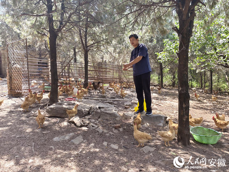 曹建强在农场里喂鸡。人民网 陶伟摄