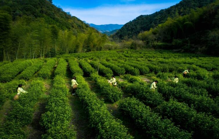 花园乡处处因茶而美、因茶而兴。