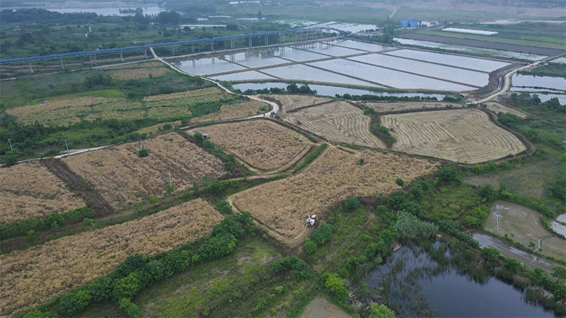 和县油菜机械化收割率达100%。
