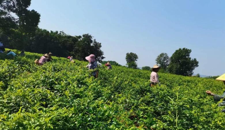 枞阳县三公山乡村产业振兴项目。