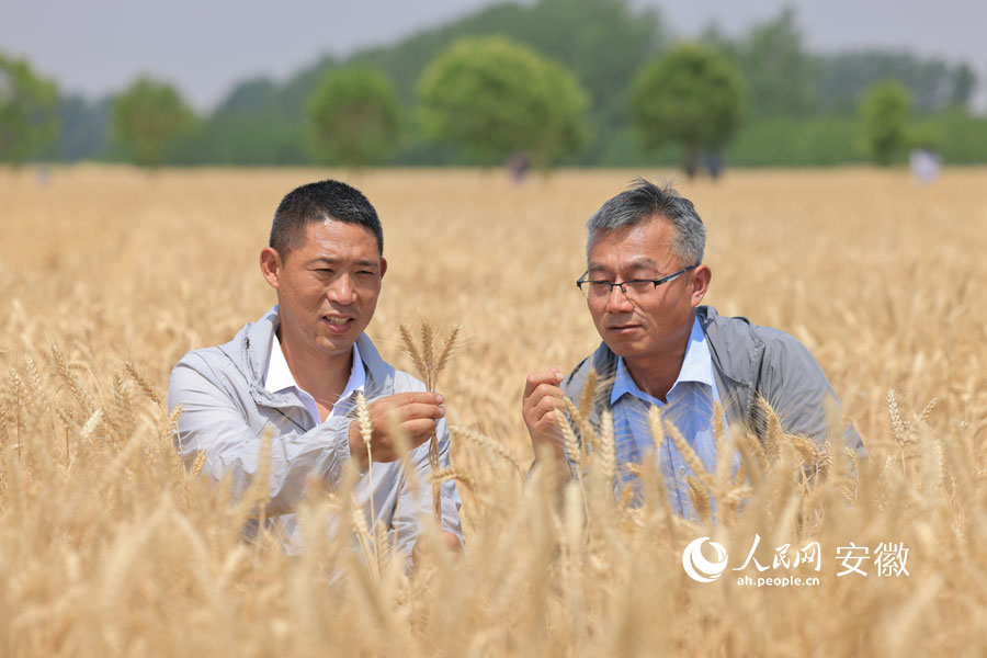 涡阳县种粮大户宋来宝（左）与县农技人员在田间交流。人民网记者 王晓飞摄