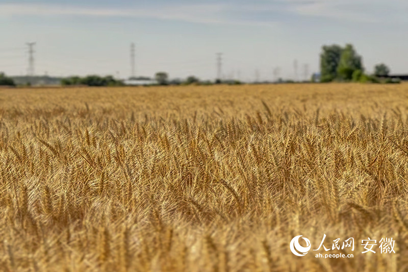 田野里，小麦已熟透。人民网记者 李希蒙摄