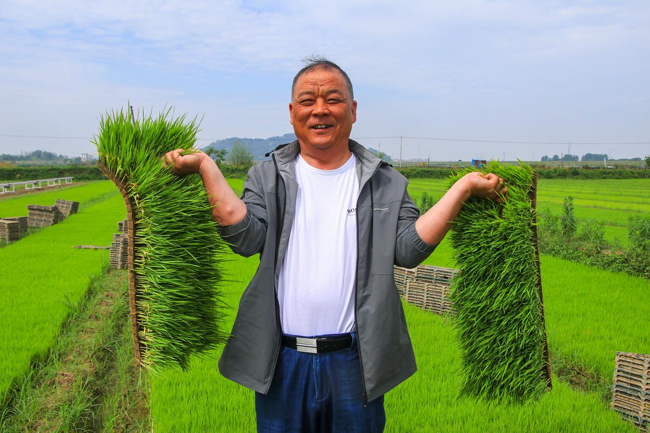 育秧忙。李紅兵供圖
