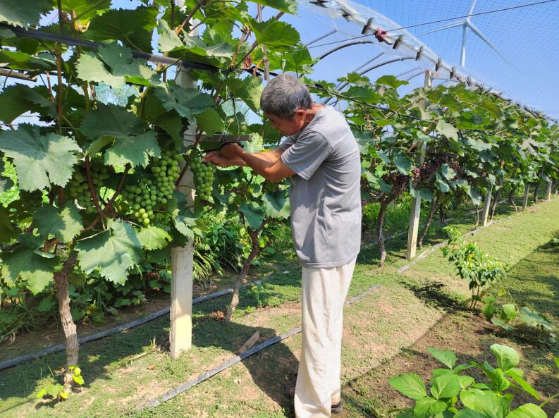 郭宁的葡萄丰收。