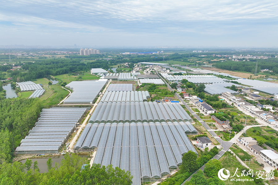 杭椒种植基地。人民网记者 李希蒙摄