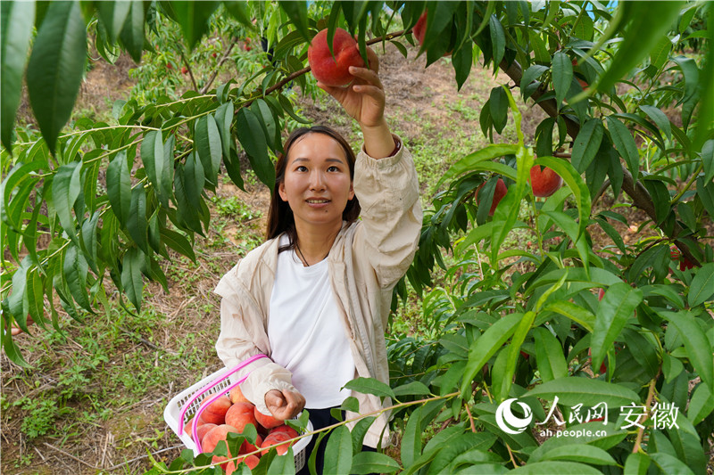桃农在果园摘桃。人民网记者 陈若天摄