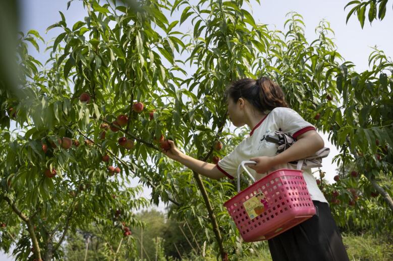 游客在采摘游玩。