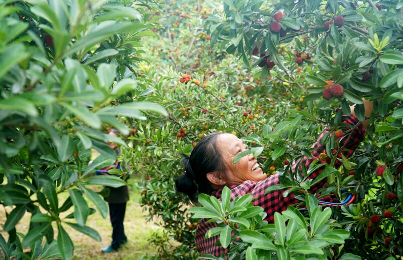 杨梅成熟。