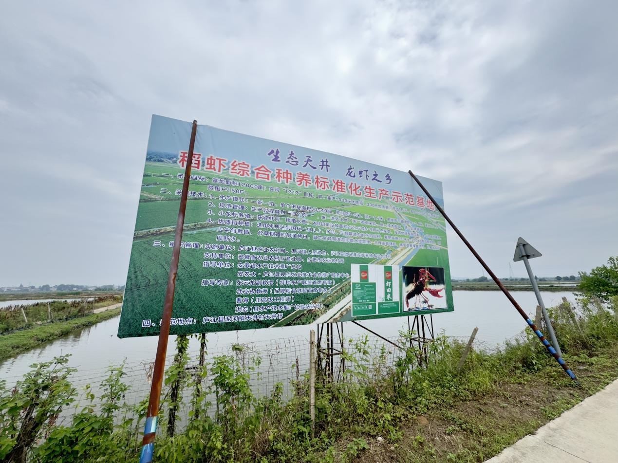 稻渔综合种养示范基地。 人民网 吕欢欢摄