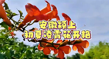 安徽省颍上：初夏の凌空に花が咲く