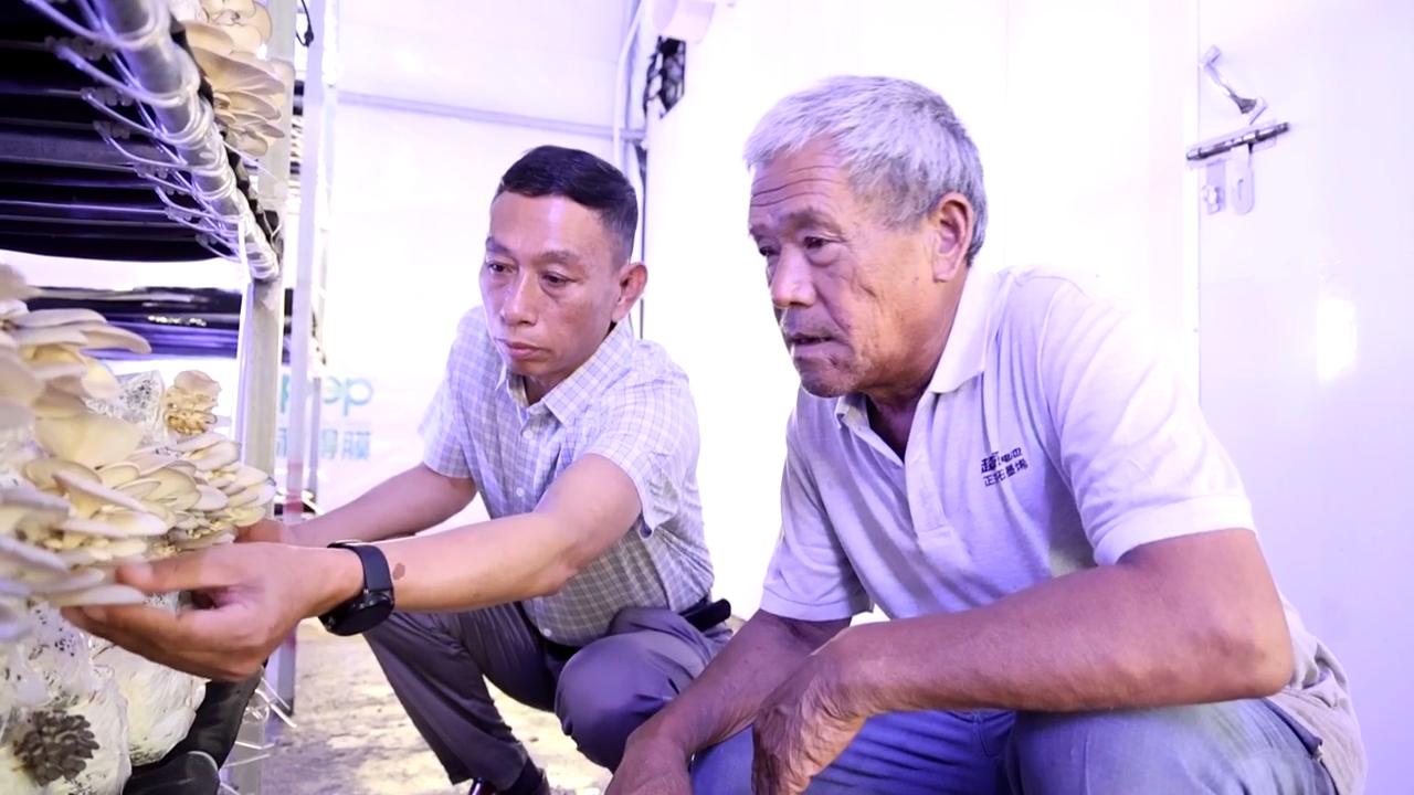 富硒蘑菇带来致富新“硒”望。颍东区委宣传部供图
