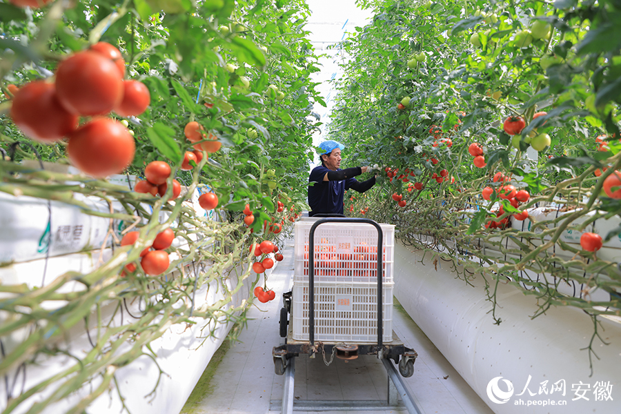 大棚內，工人正在採摘西紅柿。人民網記者 王曉飛攝