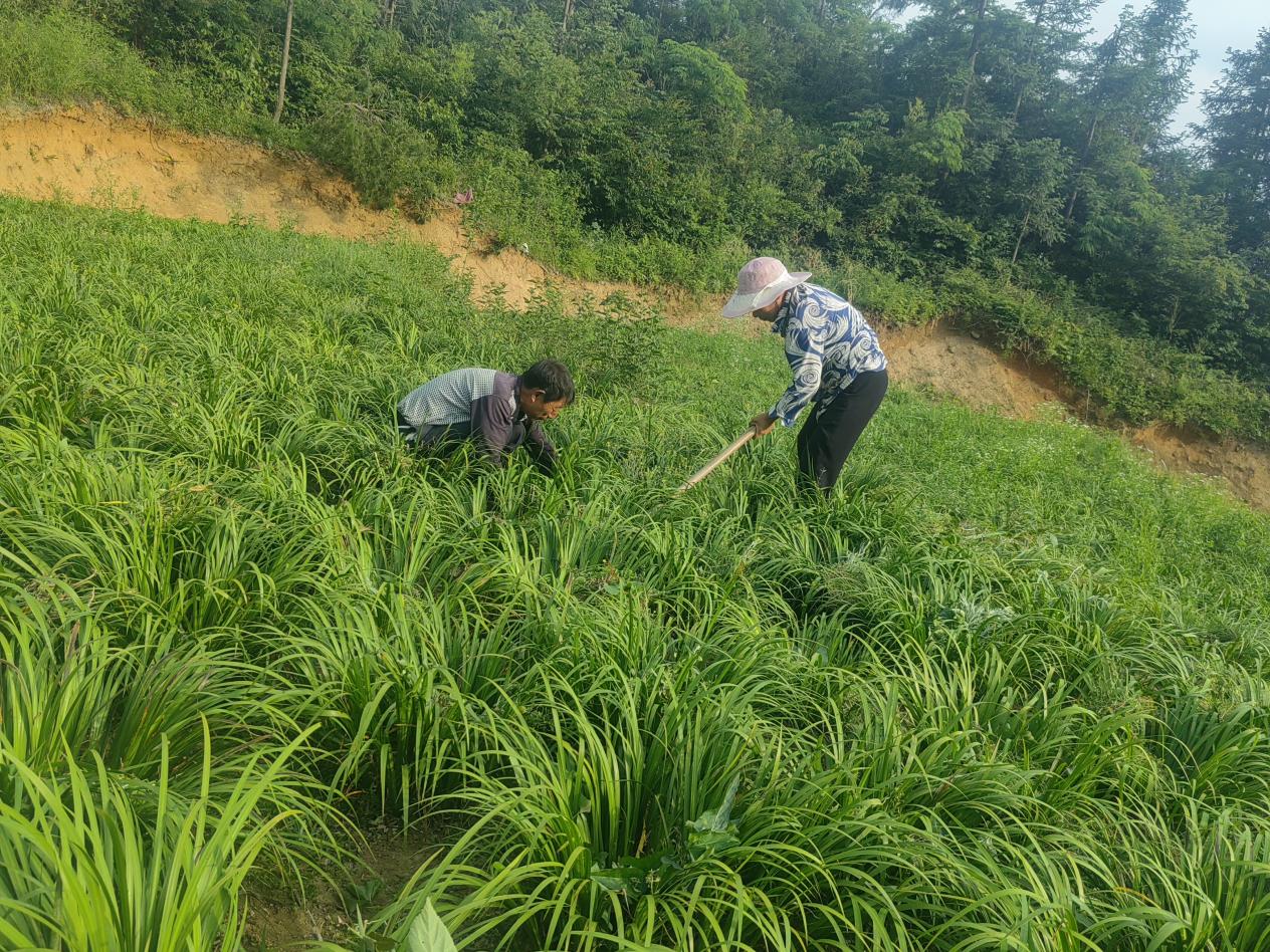 除草。