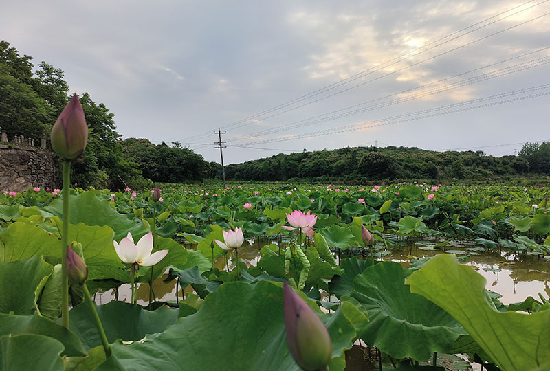 荷塘風光。