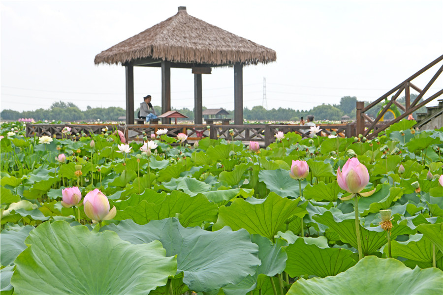 淮南市焦岗湖畔荷香四溢，迎来暑日旅游高峰。