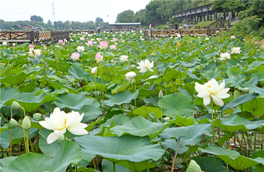 淮南市焦岗湖畔荷香四溢，迎来暑日旅游高峰。