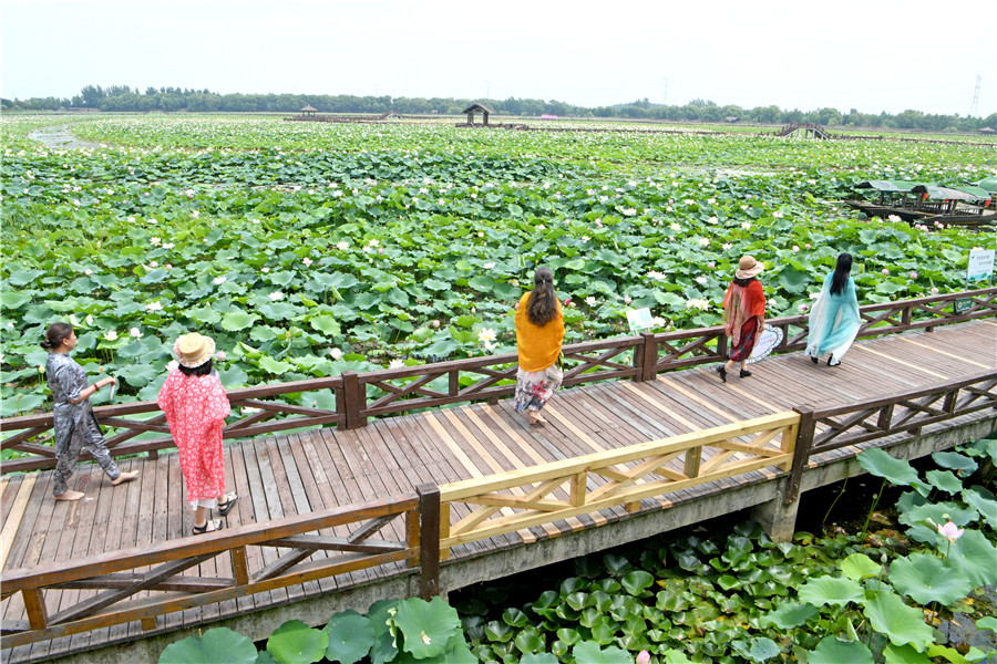 淮南市焦岗湖畔荷香四溢，迎来暑日旅游高峰。