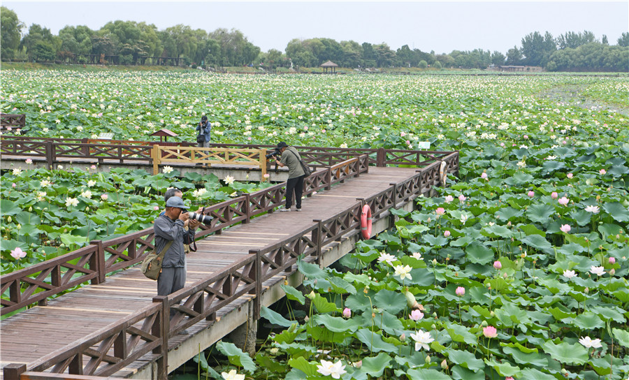 淮南市焦岗湖畔荷香四溢，迎来暑日旅游高峰。