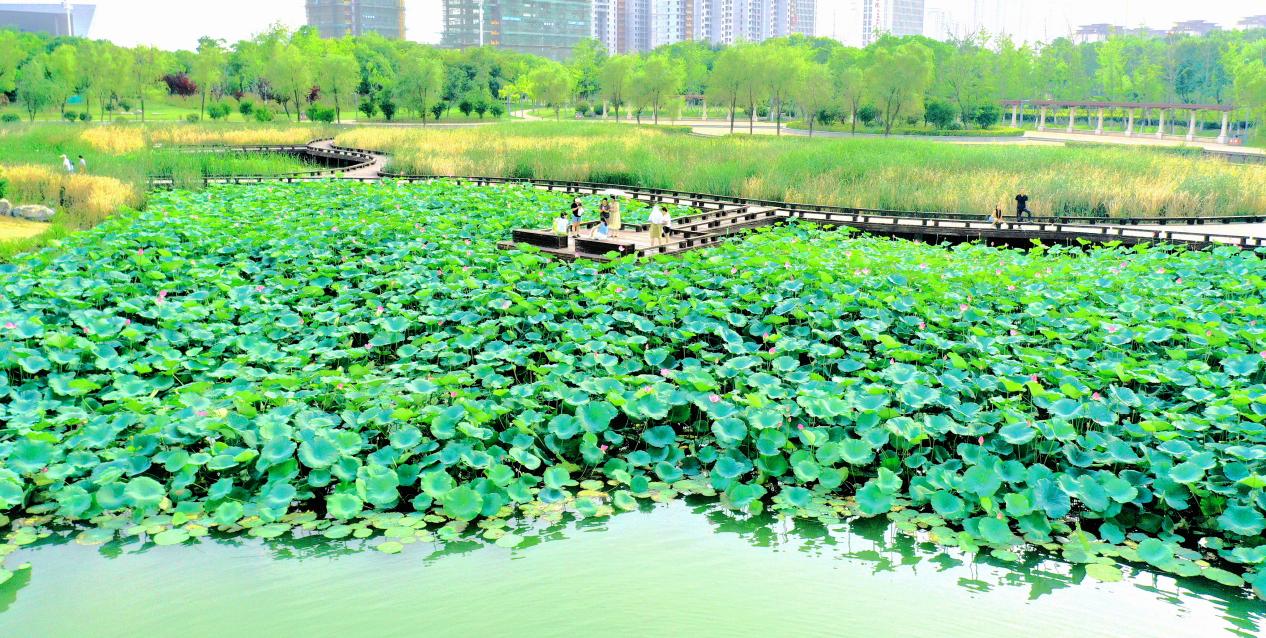 阜阳市颍东区:岳家湖畔景如画 荷花初绽夏意浓【3】
