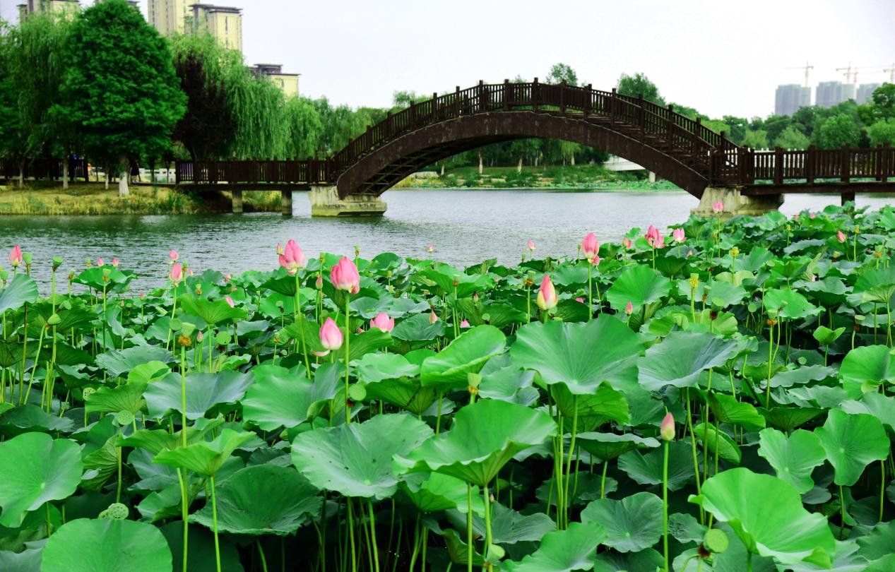 阜陽市颍東區：岳家湖畔景如畫 荷花初綻夏意濃