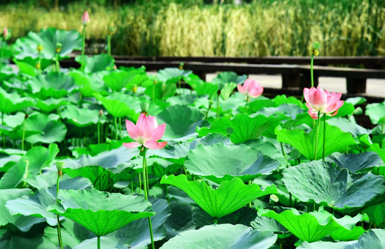 阜阳市颍东区：岳家湖畔景如画 荷花初绽夏意浓【2】
