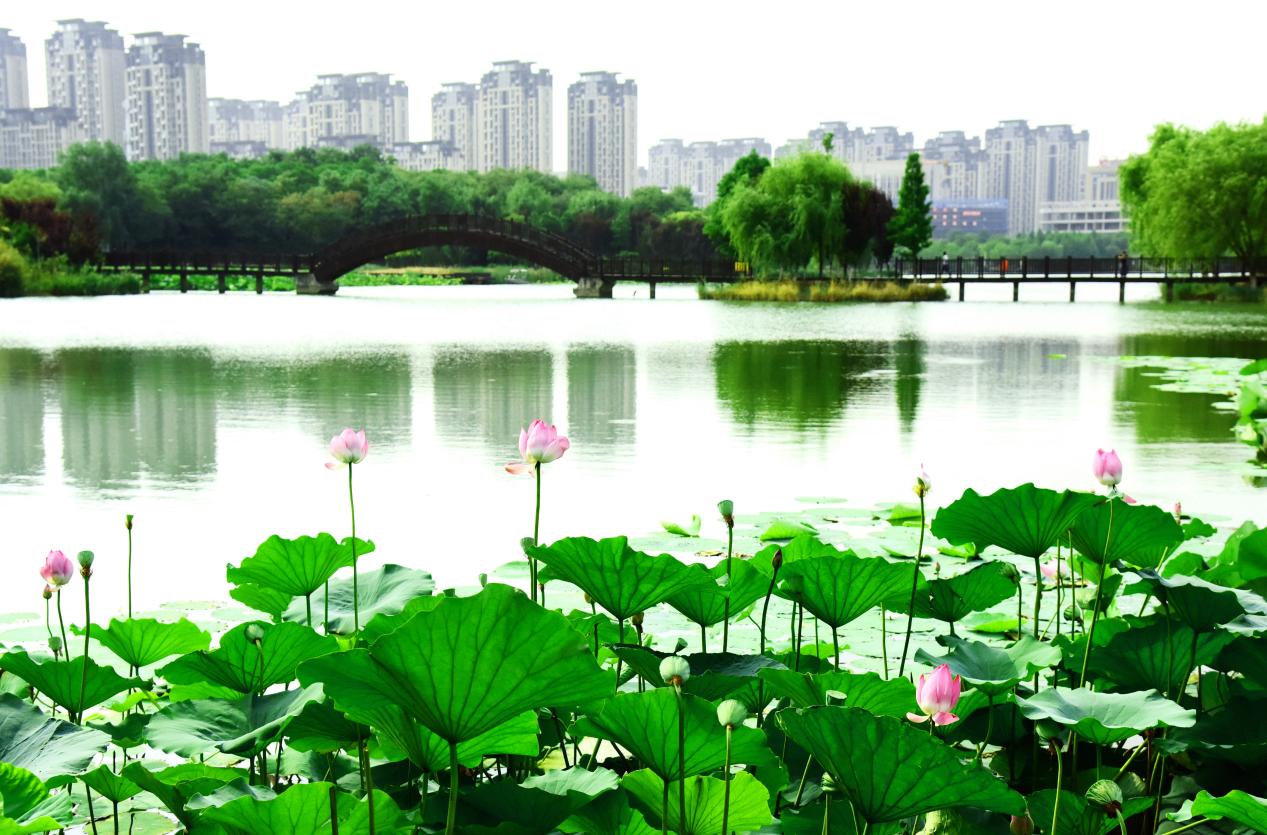 阜阳市颍东区：岳家湖畔景如画 荷花初绽夏意浓【4】
