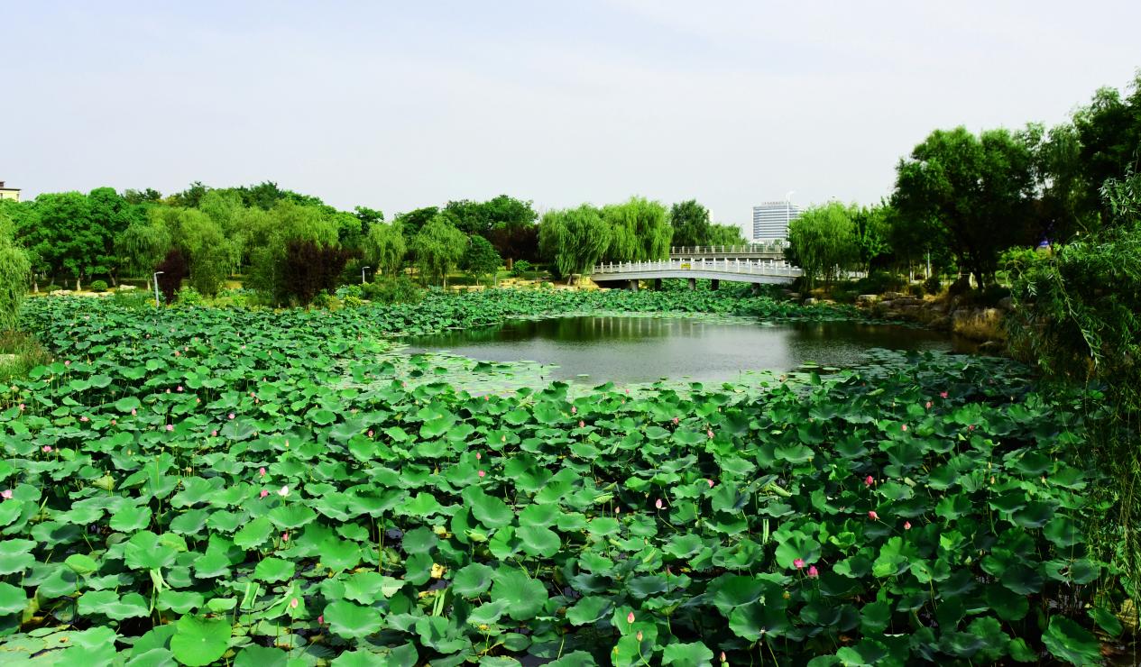 阜阳市颍东区:岳家湖畔景如画 荷花初绽夏意浓【5】