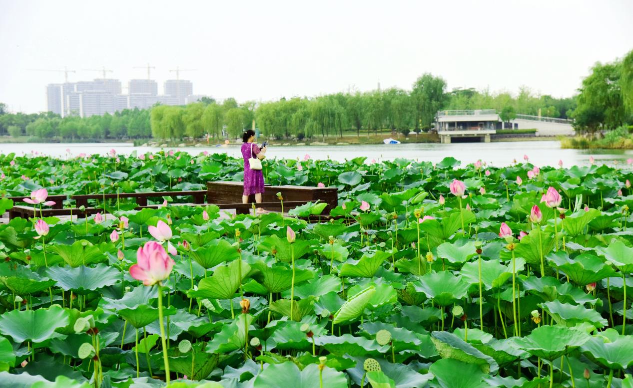 阜阳市颍东区：岳家湖畔景如画 荷花初绽夏意浓【6】