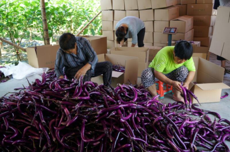 紫茄長勢喜人。