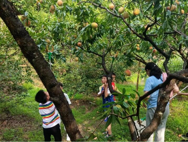 游客摘桃。