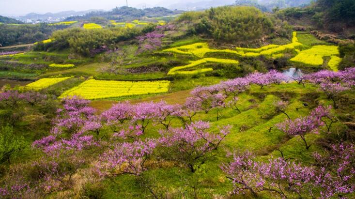 橫塢桃花。