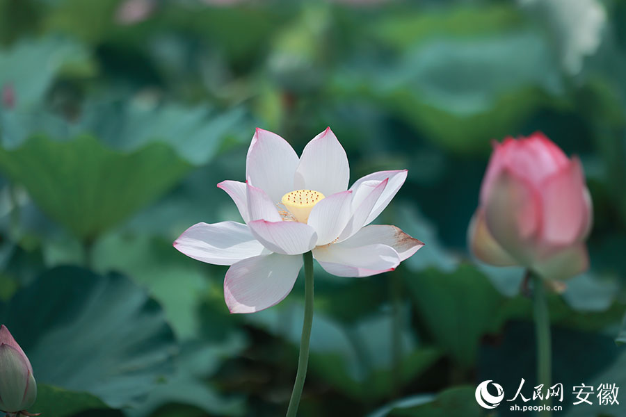 盛开的荷花。人民网记者 王晓飞摄