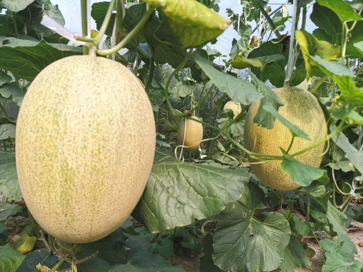 懸挂在藤蔓上的哈密瓜，散發著誘人的香甜。東至縣委宣傳部供圖