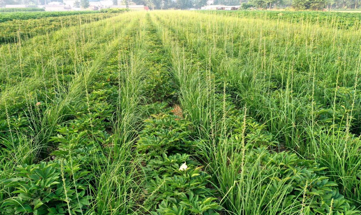 白芍地裡套種知母。譙城區華佗鎮供圖