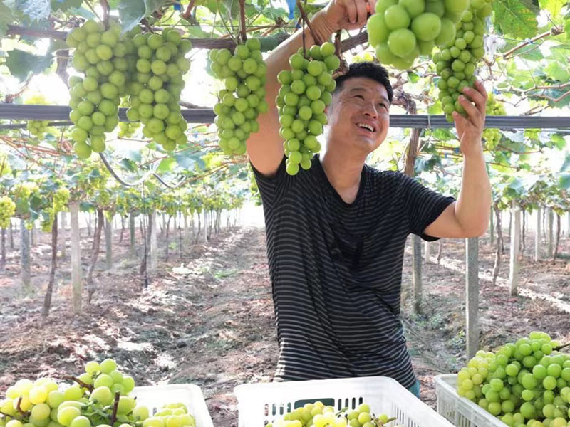 采摘葡萄。