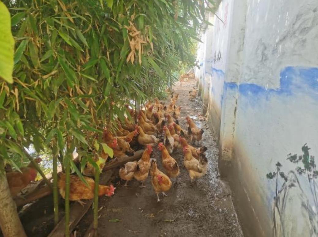 成群的雞在院中“閑庭散步”