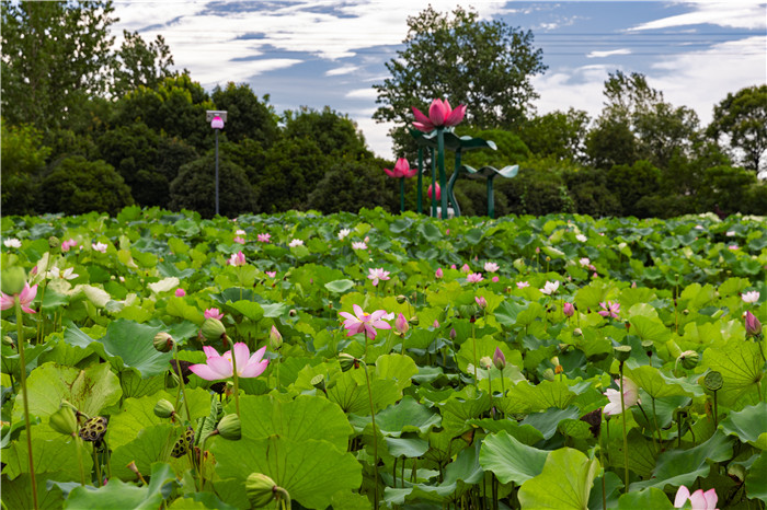 荷花美景。潘先波攝