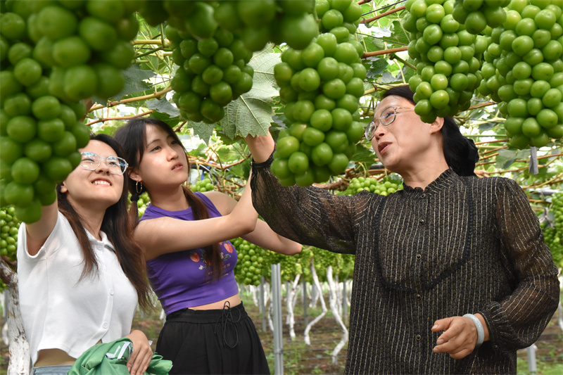 实践团调研埇桥葡萄种植产业。王皓供图