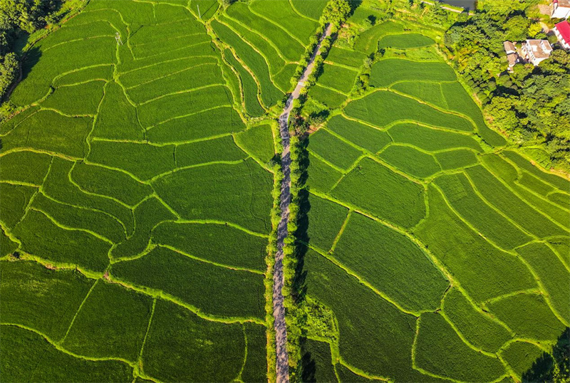 一望无际的稻田。