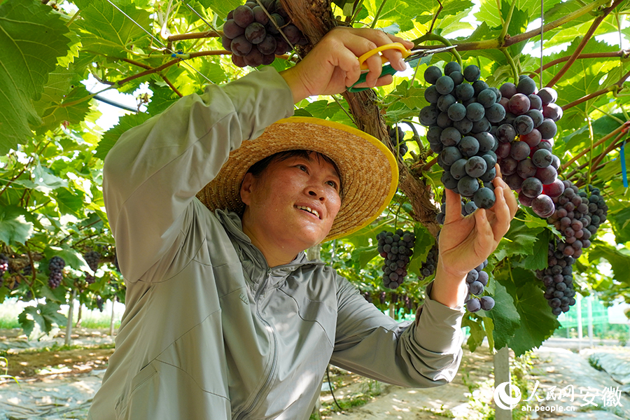 村民忙著採摘葡萄。人民網記者  陳若天攝