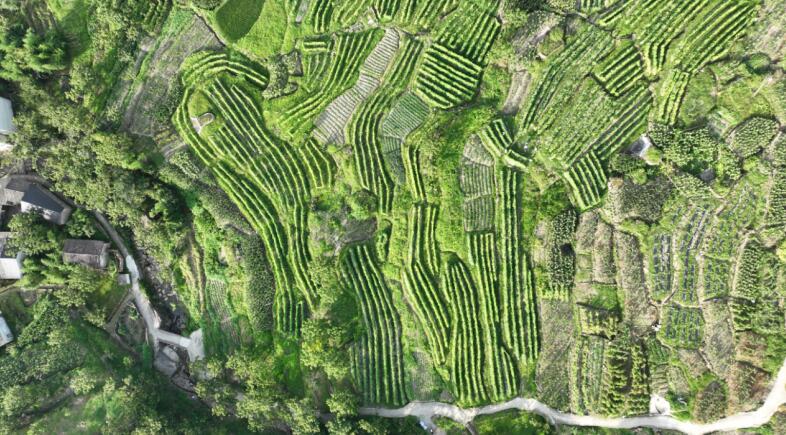 荆州乡方家湾村高山蔬菜基地。傅忠翛摄