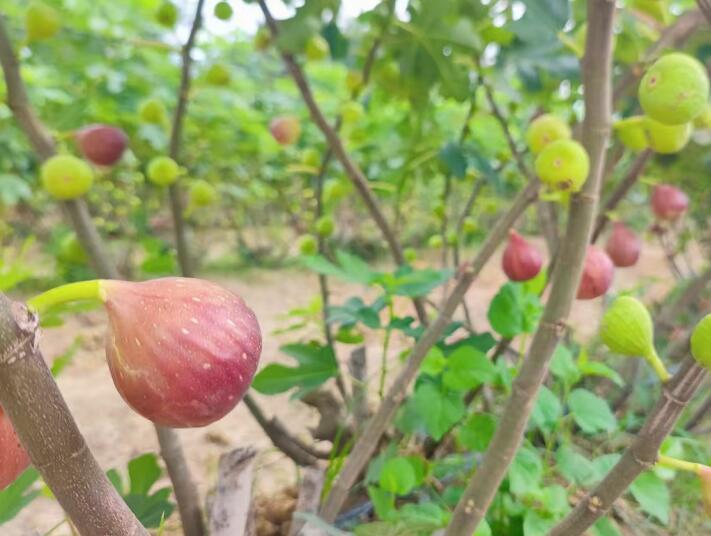 无花果成熟。