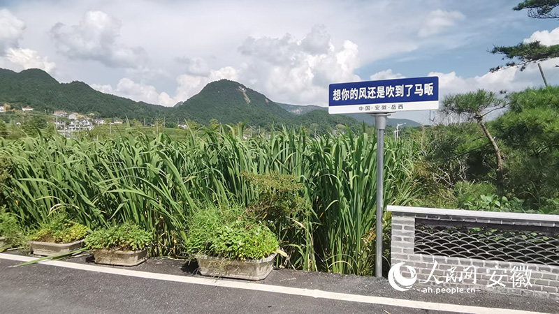 馬畈村道路兩旁種滿綠油油的茭白。人民網 胡雨鬆攝