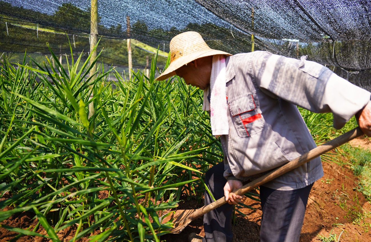 姜農正在進行田間管護