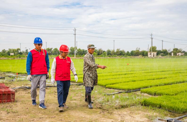 该公司共产党员服务队对农业生产用电线路进行巡视。