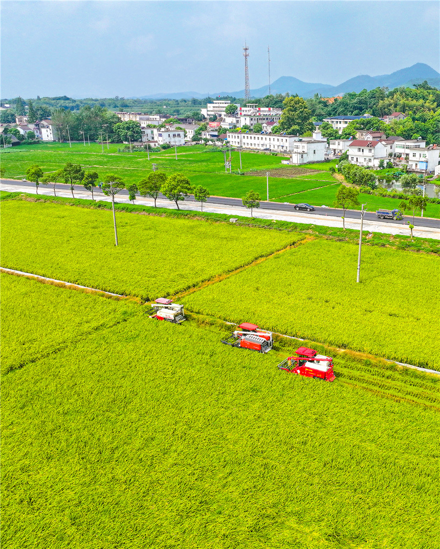 头茬再生稻喜获丰收。