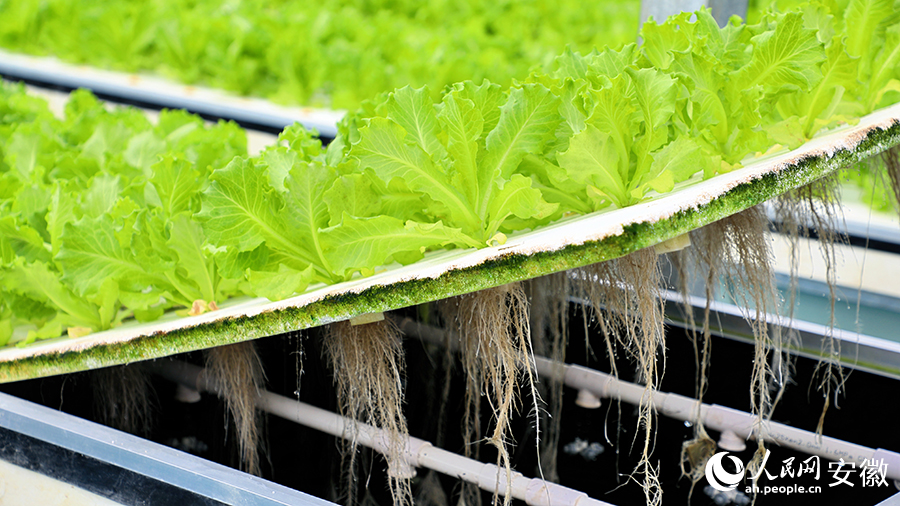 营养液直接喷射到植物根系上。人民网 郭昊摄