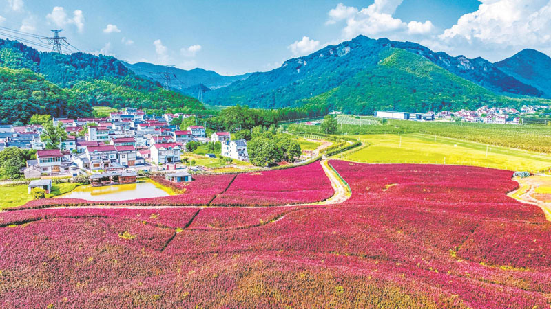 乡村花开 景美如画