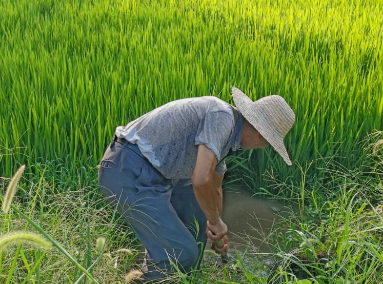 肥西縣豐樂鎮安河村村民在牌坊組田間開溝引水灌溉水稻。