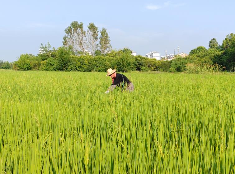 肥西縣豐樂鎮安河村村民在牌坊組田間清除雜草。